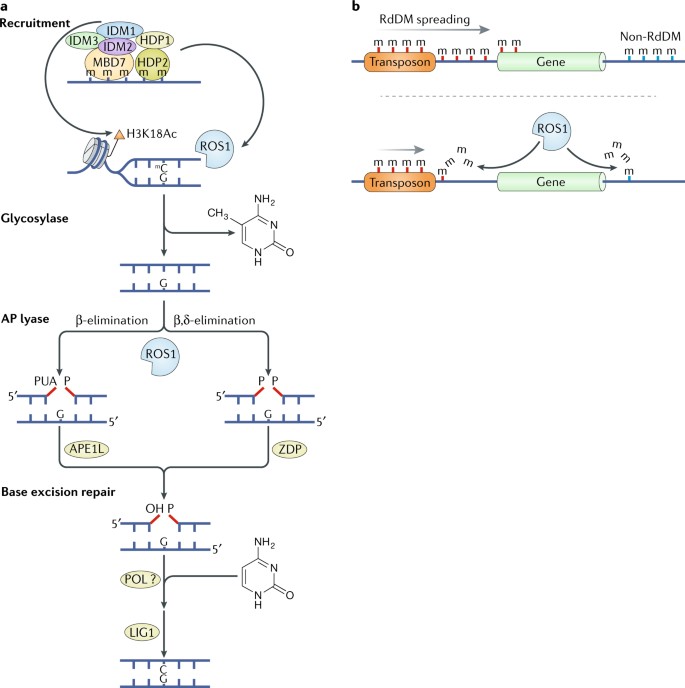 Dynamics and function of DNA methylation in plants | Nature Reviews  Molecular Cell Biology