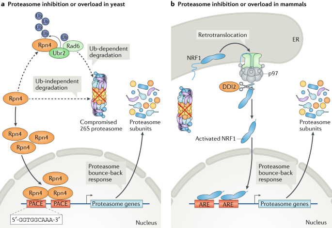 Regulation Of Proteasome Assembly And Activity In Health And Disease Nature Reviews Molecular Cell Biology Regulation Of Proteasome Assembly And Activity In Health And Disease Nature Reviews Molecular Cell Biology
