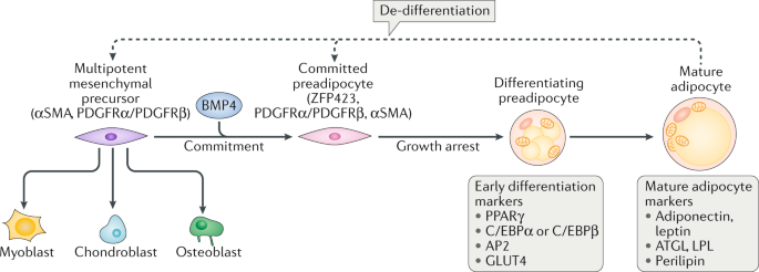 Adipogenesis and metabolic health
