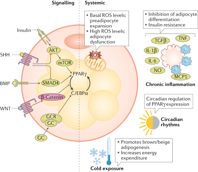 Adipogenesis and metabolic health