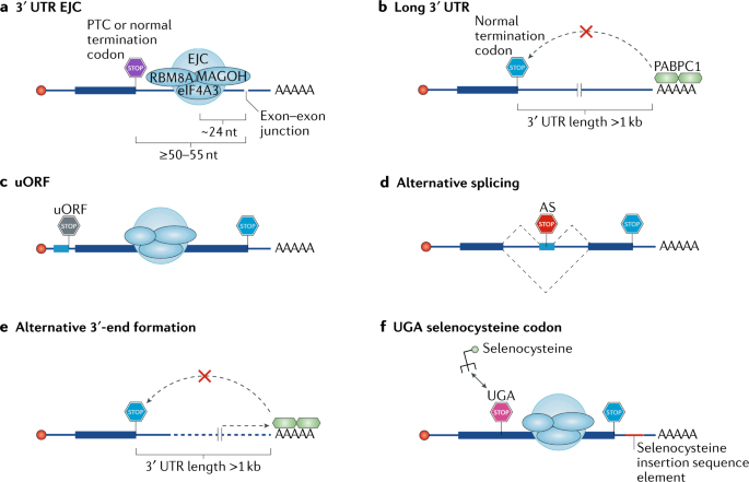 Quality and quantity control of gene expression by mRNA decay | Nature Molecular Cell Biology