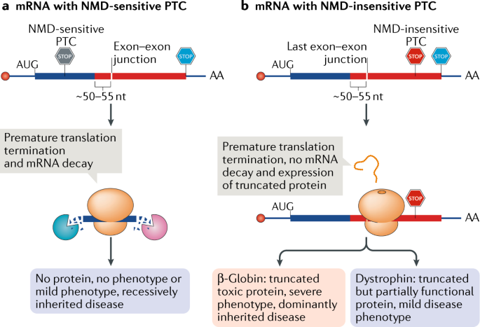 and quantity control gene expression by nonsense-mediated mRNA Nature Reviews Molecular Cell Biology