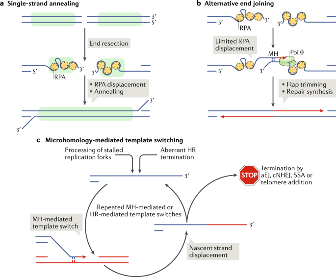 Dna Double Strand Break Repair Pathway Choice In Somatic Mammalian Cells Nature Reviews Molecular Cell Biology