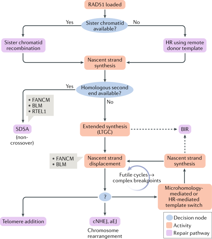 Dna Double Strand Break Repair Pathway Choice In Somatic Mammalian Cells Nature Reviews Molecular Cell Biology