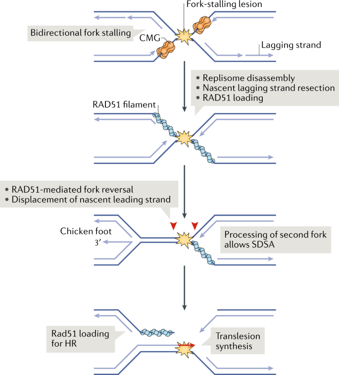 Dna Double Strand Break Repair Pathway Choice In Somatic Mammalian Cells Nature Reviews Molecular Cell Biology
