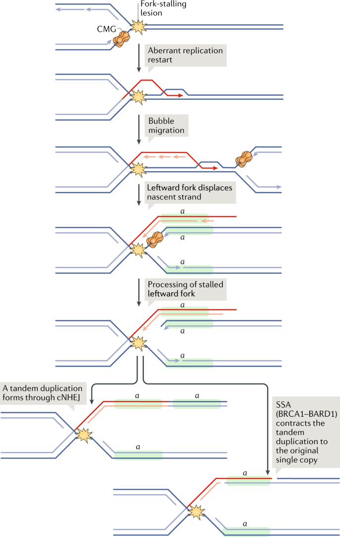 Dna Double Strand Break Repair Pathway Choice In Somatic Mammalian Cells Nature Reviews Molecular Cell Biology