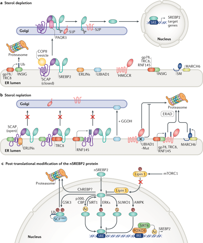 PI(4,5)P2 and Cholesterol: Synthesis, Regulation, and Functions