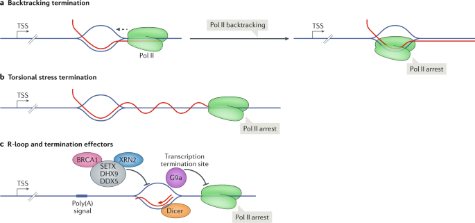 Regulatory R Loops As Facilitators Of Gene Expression And Genome