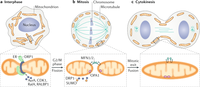 cell membrane in mitosis