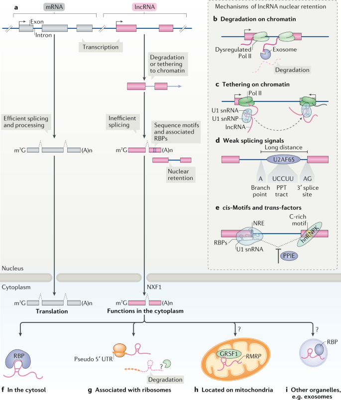 Gene Regulation By Long Non Coding Rnas And Its Biological Functions Nature Reviews Molecular Cell Biology