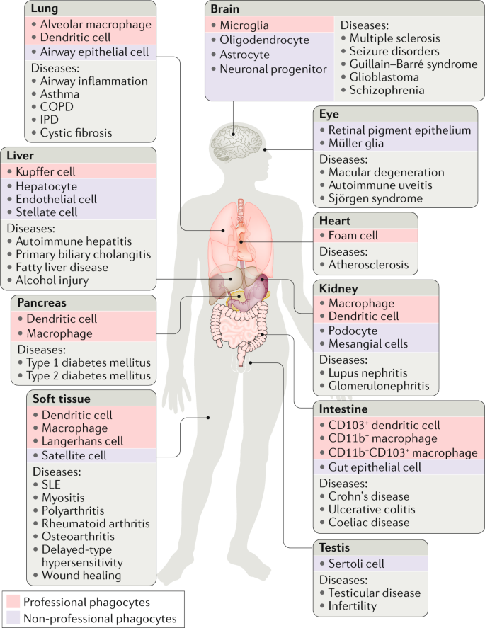 The Clearance Of Dead Cells By Efferocytosis Nature Reviews Molecular Cell Biology