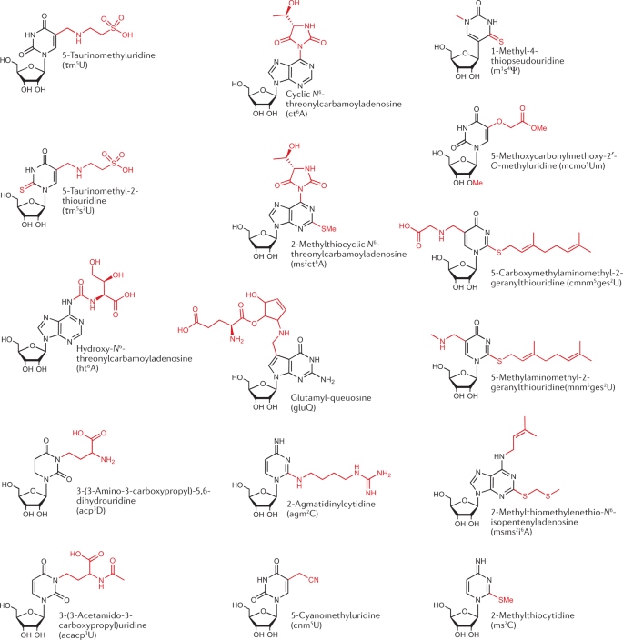 The Expanding World Of Trna Modifications And Their Disease Relevance Nature Reviews Molecular Cell Biology The Expanding World Of Trna Modifications And Their Disease Relevance Nature Reviews Molecular Cell Biology