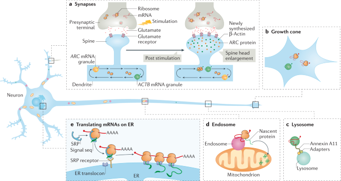 Intracellular Mrna Transport And Localized Translation Nature Reviews Molecular Cell Biology