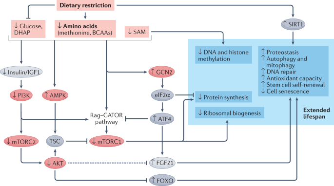 Molecular mechanisms of dietary restriction promoting health and longevity  | Nature Reviews Molecular Cell Biology