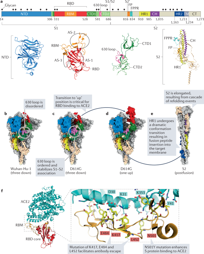 CD209L/L-SIGN and CD209/DC-SIGN Act as Receptors for SARS-CoV-2