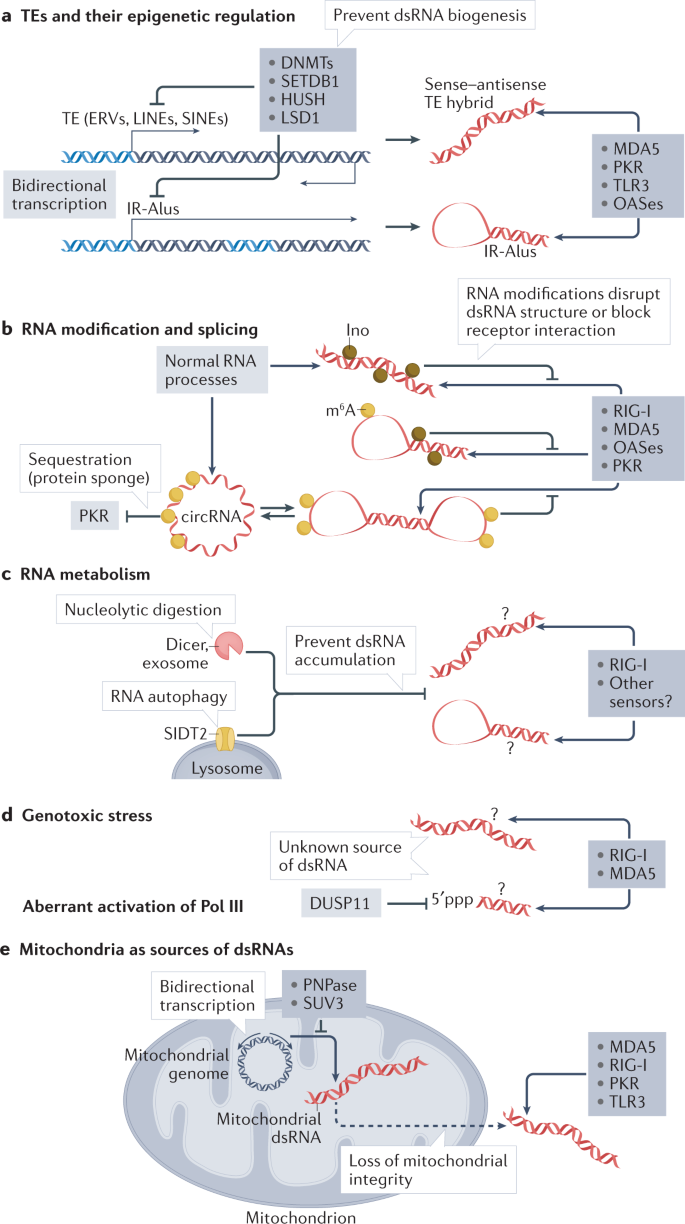 Cellular Origins Of Dsrna Their Recognition And Consequences Nature Reviews Molecular Cell Biology