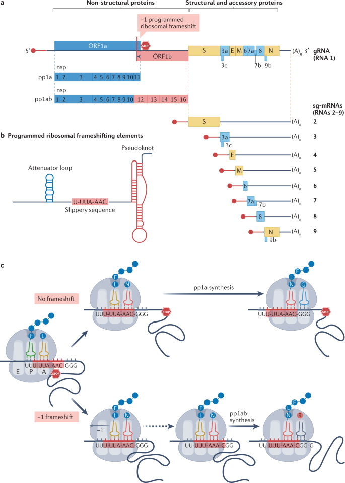 S. aureus enhances replication of SARS-CoV-2 in vitro through the bacterial  iron-regulated surface determinant protein A