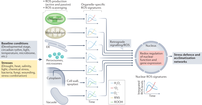 Reactive oxygen species signalling in plant stress responses | Nature  Reviews Molecular Cell Biology