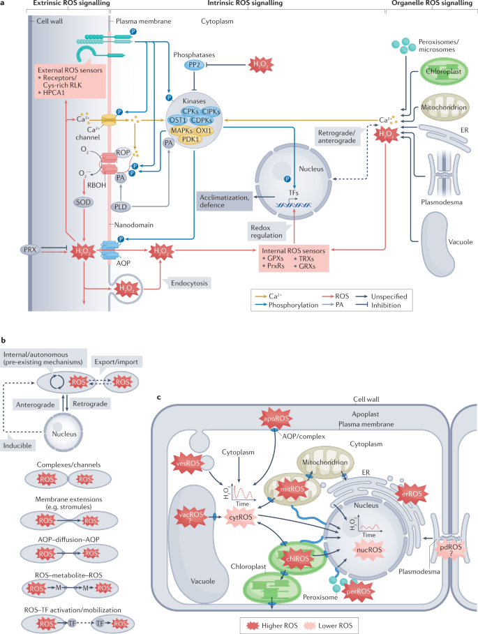glutathione s transferase scavenge reactive oxygen species in plant Reactive oxygen species signalling in plant stress responses