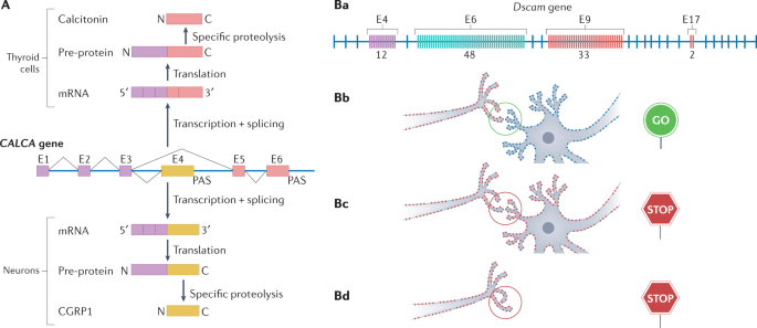 The physiology of alternative splicing | Nature Reviews Molecular Cell ...