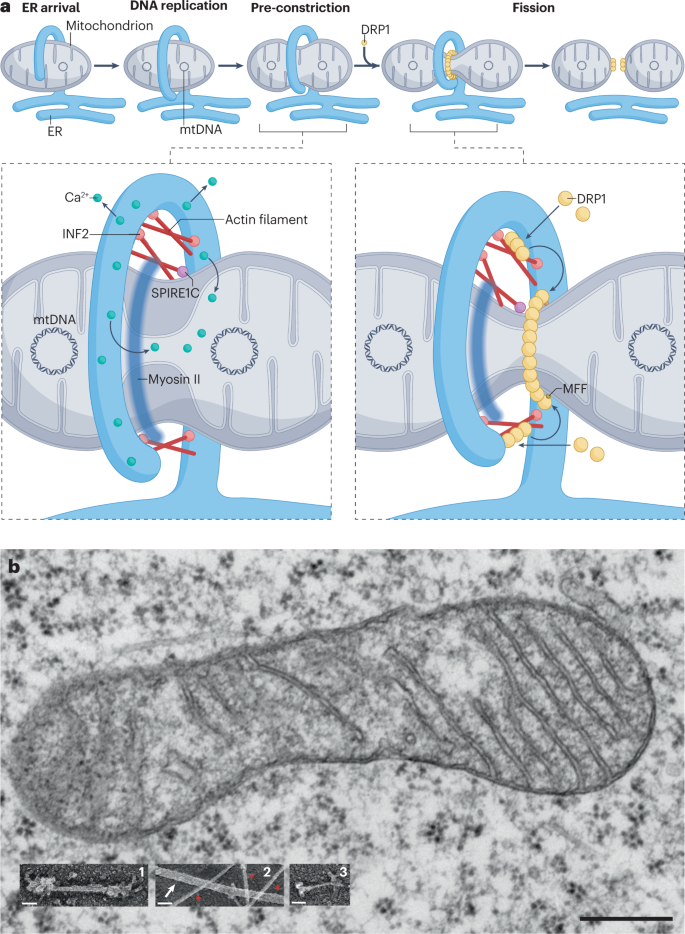 The multiple links between actin and mitochondria | Nature Reviews 