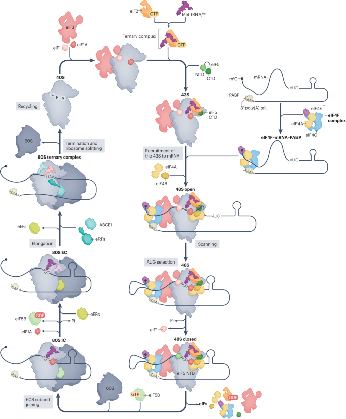 The molecular basis of translation initiation and its regulation in  eukaryotes | Nature Reviews Molecular Cell Biology
