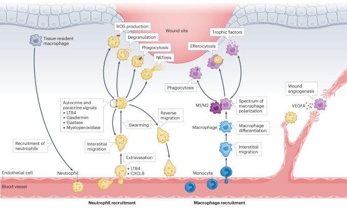 Cellular and molecular mechanisms of skin wound healing