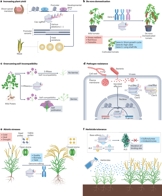 CRISPRCas applications in agriculture and plant research | Nature Reviews  Molecular Cell Biology
