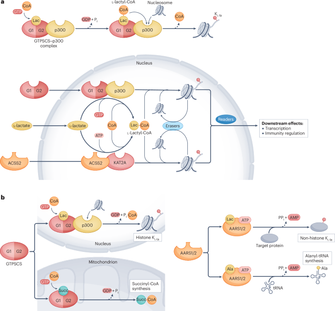 s phenylacetyl l glutathione Gut microbiota-derived lysine phenylacetylation impairs mitochondrial function and is alleviated by SIRT3 S Methylcysteine - an overview