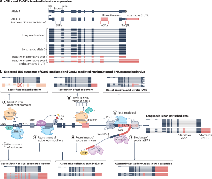 Elucidating the coordination of RNA processing using short-read and ...