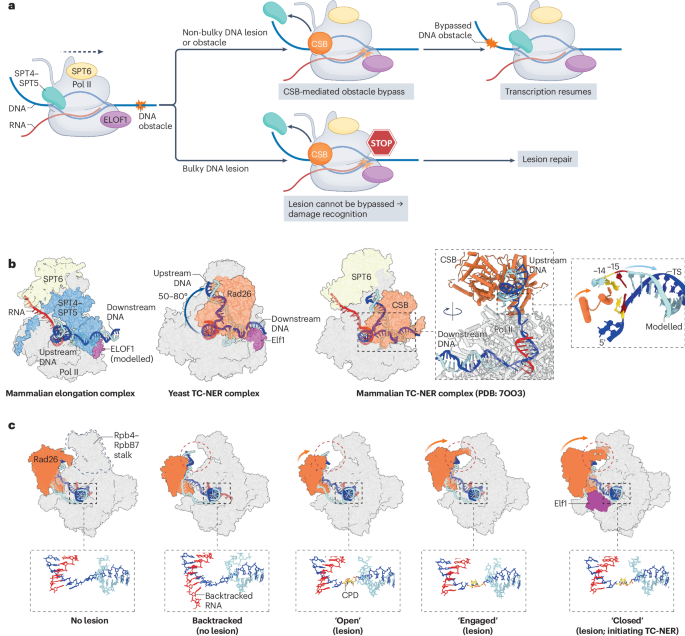 Mechanisms of transcription-coupled repair and DNA damage surveillance ...
