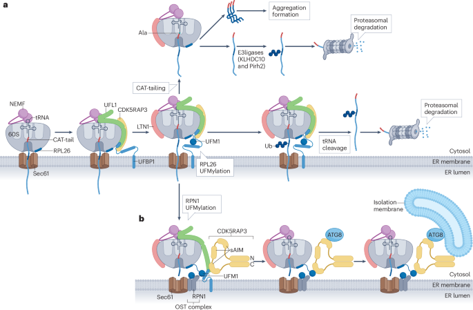 The mechanistic basis and cellular functions of UFMylation | Nature Reviews  Molecular Cell Biology