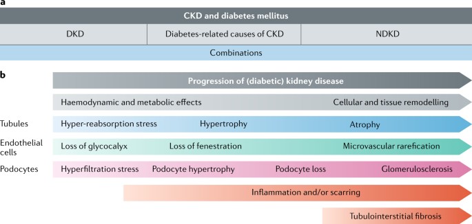 diabetic kidney disease and chronic kidney disease)