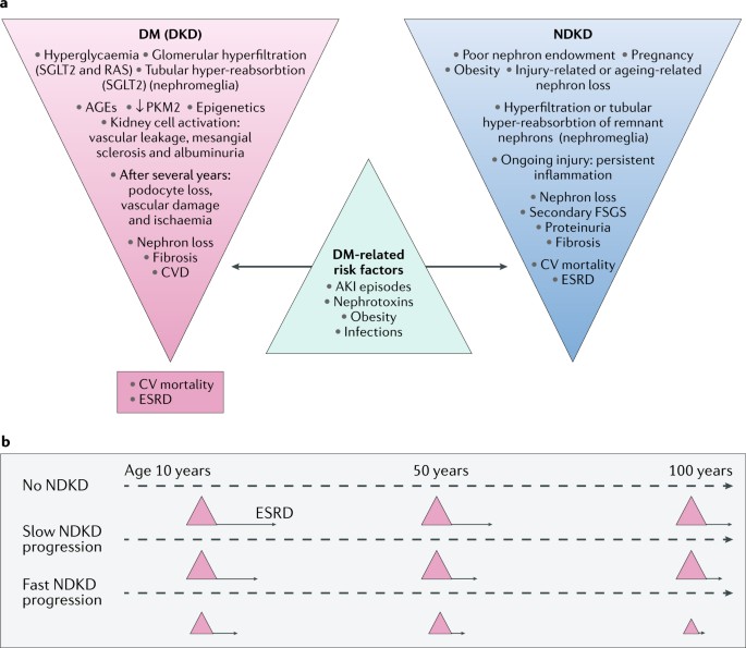 diabetic nephropathy vs ckd