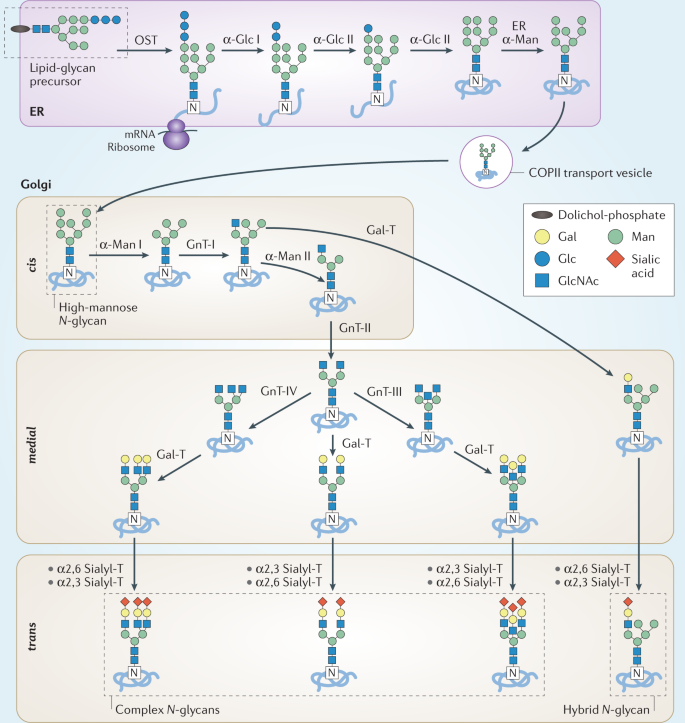 Glycosylation In Health And Disease Nature Reviews Nephrology