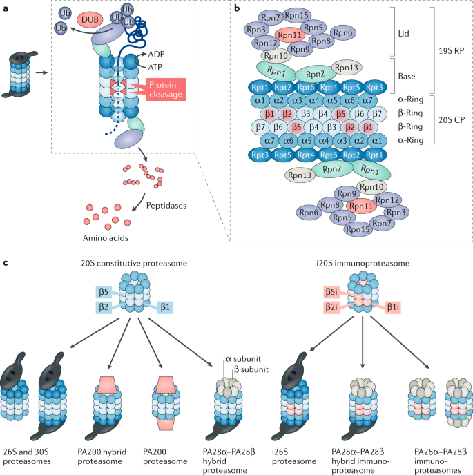 The ubiquitinproteasome system in kidney physiology and disease | Nature  Reviews Nephrology
