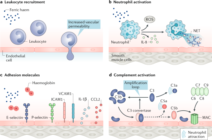 Mechanisms Of Haemolysis Induced Kidney Injury Nature Reviews Nephrology