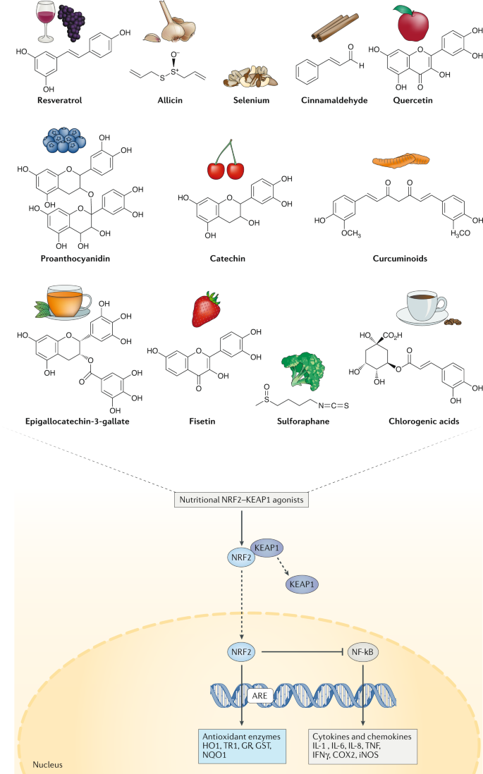 Food As Medicine Targeting The Uraemic Phenotype In Chronic Kidney Disease Nature Reviews Nephrology Food As Medicine Targeting The Uraemic Phenotype In Chronic Kidney Disease Nature Reviews Nephrology