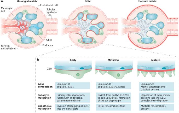 Glomerular Basement Membrane, Basement Membrane Defects In Genetic Kidney Diseases
