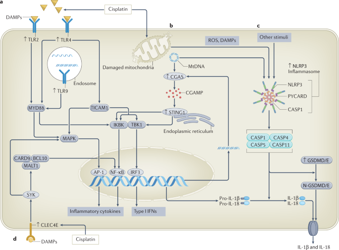 injection dsip sibcutaneous DSIP 5mg Research Peptide