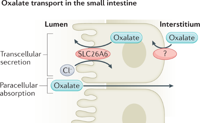 glutathione oxalates Oxalate homeostasis
