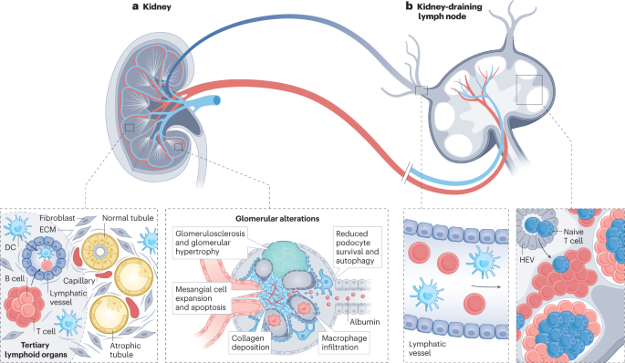 The immunoregulatory roles of non-haematopoietic cells in the kidney