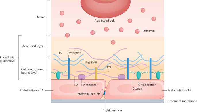 The glomerular endothelial glycocalyx as a therapeutic target in ...