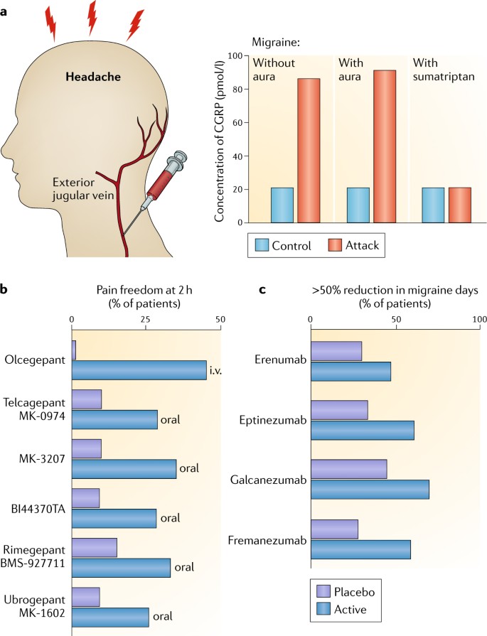 Cgrp As The Target Of New Migraine Therapies Successful Translation From Bench To Clinic Nature Reviews Neurology