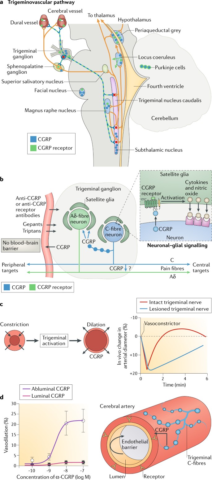 Cgrp As The Target Of New Migraine Therapies Successful Translation From Bench To Clinic Nature Reviews Neurology