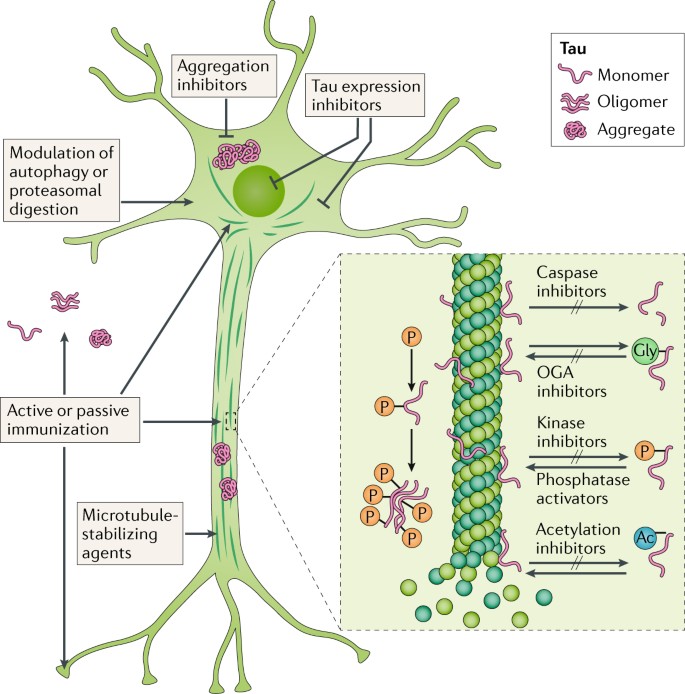Tau-targeting therapies for Alzheimer disease | Nature Reviews Neurology