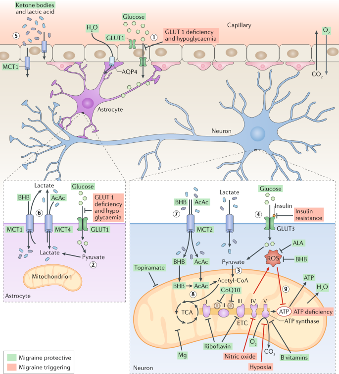 The metabolic face of migraine — from pathophysiology to treatment | Nature  Reviews Neurology
