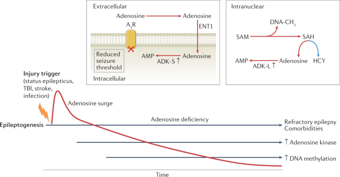 The metabolic basis of epilepsy