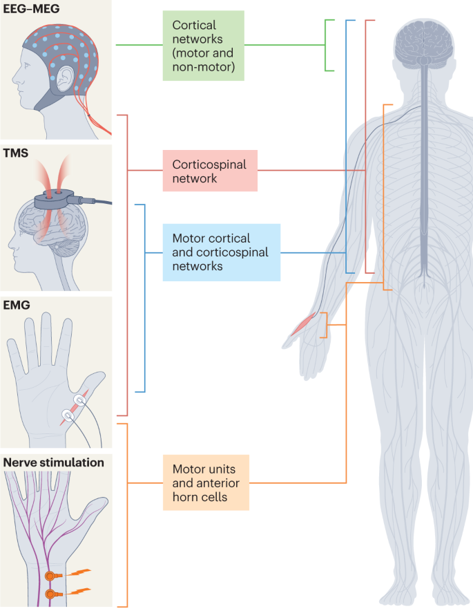 Biomarkers in amyotrophic lateral sclerosis: current status and 