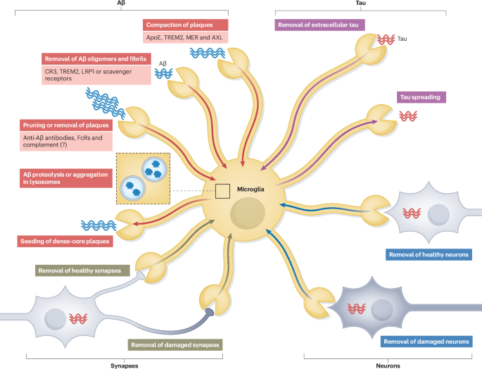 Microglial phagocytosis in Alzheimer disease | Nature Reviews Neurology